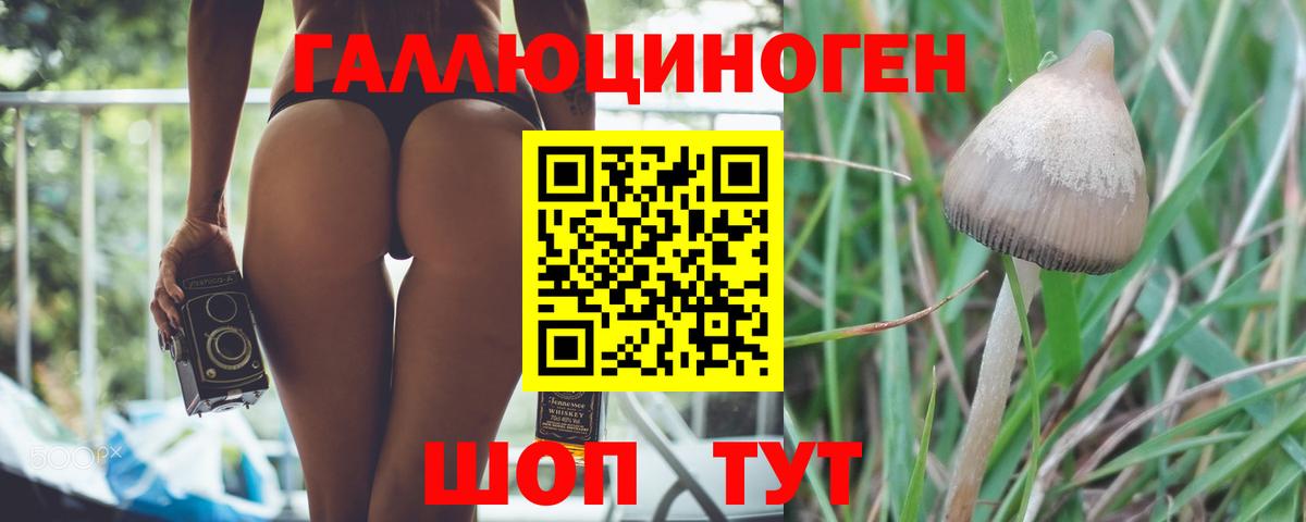 Псилоцибиновые грибы Psilocybine cubensis Баксан